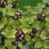 Pittosporum 'Tenuifolium' 3Ltr Pot -Garden Outdoor Store 5021768155035