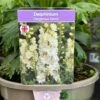 Delphinium 'Delgenius Neva' 3Ltr Pot 1 Delphinium 'Delgenius Neva' 3Ltr Pot -Garden Outdoor Store 5021768164310