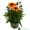 Echinacea 'Sunseekers Clementine' 3Ltr Pot 2 Echinacea 'Sunseekers Clementine' 3Ltr Pot -Garden Outdoor Store 5021768164761