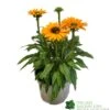 Echinacea 'Sunseekers Mineola' 3Ltr Pot -Garden Outdoor Store 5021768177716