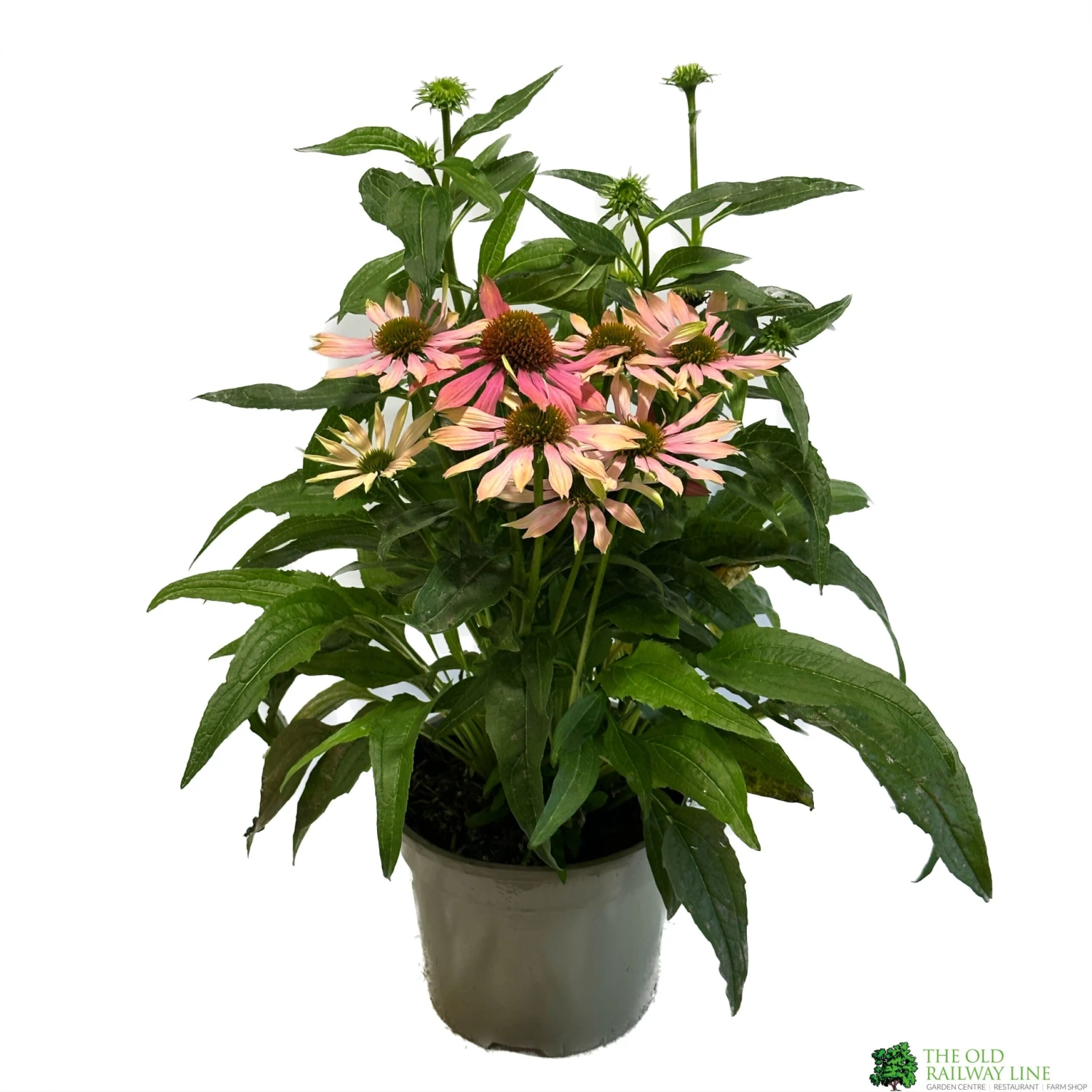 Echinacea 'Pollynation Orange Red' 3Ltr Pot 3 Echinacea 'Pollynation Orange Red' 3Ltr Pot