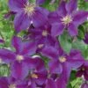 Clematis 'Star Of India' Climber 3 Ltr Pot -Garden Outdoor Store 5025338001418