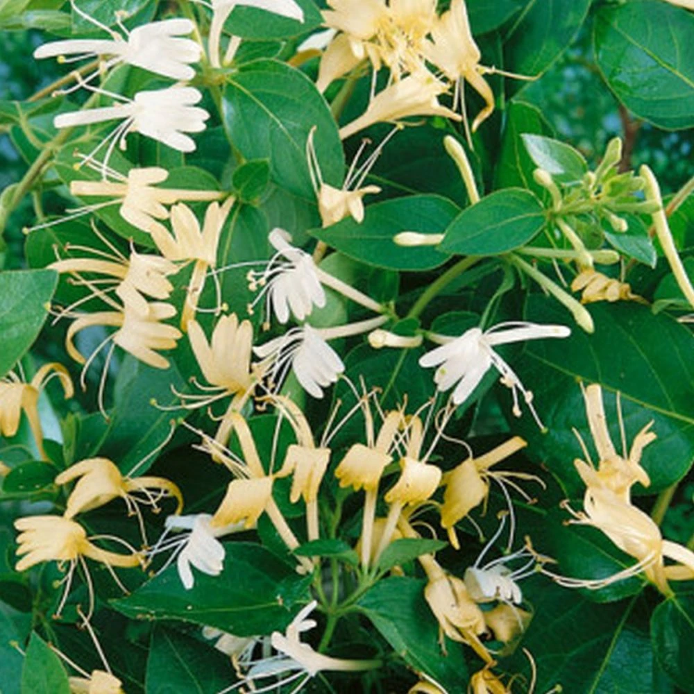 Lonicera Japonica 'Halliana' Honeysuckle Climbing Plant 3Ltr Pot 3 Lonicera Japonica 'Halliana' Honeysuckle Climbing Plant 3Ltr Pot