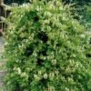 Honeysuckle 'Halls Prolific' Lonicera Japonica Climber 3Ltr Pot -Garden Outdoor Store 5025338002200