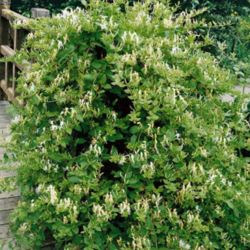 Honeysuckle 'Halls Prolific' Lonicera Japonica Climber 3Ltr Pot 3 Honeysuckle 'Halls Prolific' Lonicera Japonica Climber 3Ltr Pot