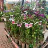 Clematis 'Summer Hybrids' Mixed Variety 2Ltr Pot 2 Clematis 'Summer Hybrids' Mixed Variety 2Ltr Pot -Garden Outdoor Store 5025338003023
