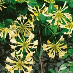 Honeysuckle 'Graham Thomas' Lonicera Japonica Climber 3Ltr Pot
