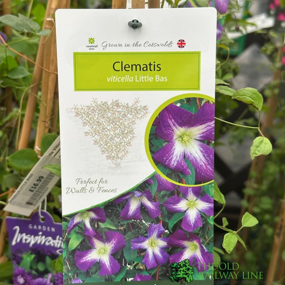 Clematis 'Little Bas' Climber 3Ltr Pot 3 Clematis 'Little Bas' Climber 3Ltr Pot