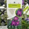 Clematis 'Night Veil' Climber 3Ltr Pot -Garden Outdoor Store 5025338009056