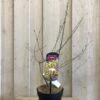 Chimonanthus Praecox 'Wintersweet' Plant 3Ltr Pot (NL) -Garden Outdoor Store 5026429421832