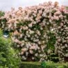 David Austin 'Phyllis Bide'Apricot Pink Rambling Rose 6Ltr Pot 2 David Austin 'Phyllis Bide'Apricot Pink Rambling Rose 6Ltr Pot -Garden Outdoor Store 5031825004060
