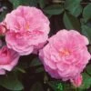 David Austin 'The Mayflower' Pink English Rose 6Ltr Pot 1 David Austin 'The Mayflower' Pink English Rose 6Ltr Pot -Garden Outdoor Store 5031825012904