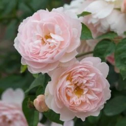 David Austin 'Gentle Hermione' Pink English Rose 6Ltr Pot 9 David Austin 'Gentle Hermione' Pink English Rose 6Ltr Pot -Garden Outdoor Store 5031825016971 3