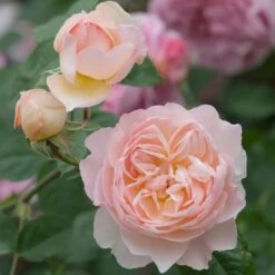 David Austin 'Gentle Hermione' Pink English Rose 6Ltr Pot 10 David Austin 'Gentle Hermione' Pink English Rose 6Ltr Pot -Garden Outdoor Store 5031825016971 4