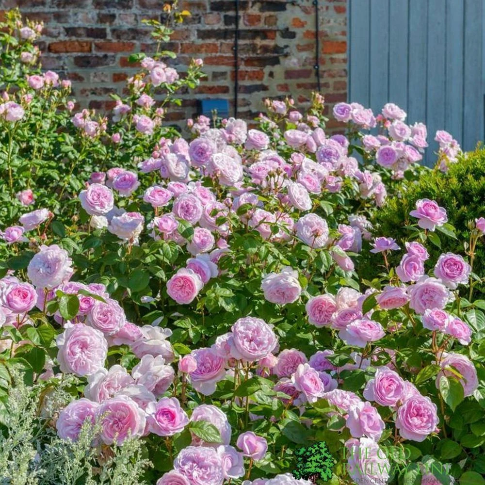 David Austin 'Olivia Rose Austin' Mid Pink English Rose 6Ltr Pot 4 David Austin 'Olivia Rose Austin' Mid Pink English Rose 6Ltr Pot - Image 2