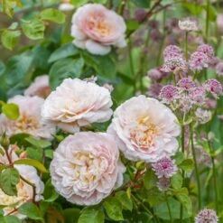 David Austin 'Emily Brontë' Pink English Rose 6Ltr Pot 11 David Austin 'Emily Brontë' Pink English Rose 6Ltr Pot -Garden Outdoor Store 5031825021869 3 9b7506c8 1c1e 4c44 9a3b 79c60ca6b933
