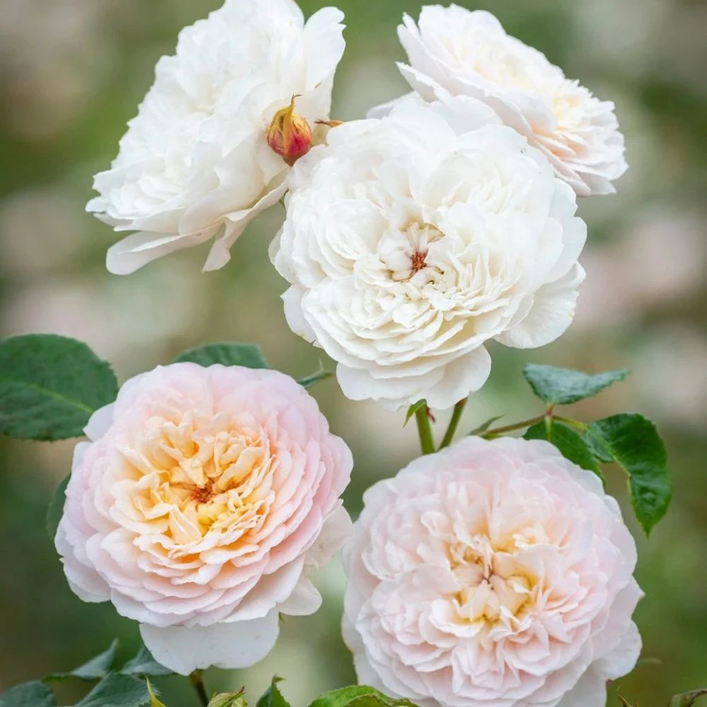 David Austin 'Emily Brontë' Pink English Rose 6Ltr Pot 3 David Austin 'Emily Brontë' Pink English Rose 6Ltr Pot