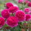 David Austin 'Gabriel Oak' Pink English Shrub Rose 6 Ltr Pot -Garden Outdoor Store 5031825021999