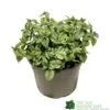 Brunnera Macrophylla 'Jack Frost' 3Ltr Pot 2 Brunnera Macrophylla 'Jack Frost' 3Ltr Pot -Garden Outdoor Store 5050704243598
