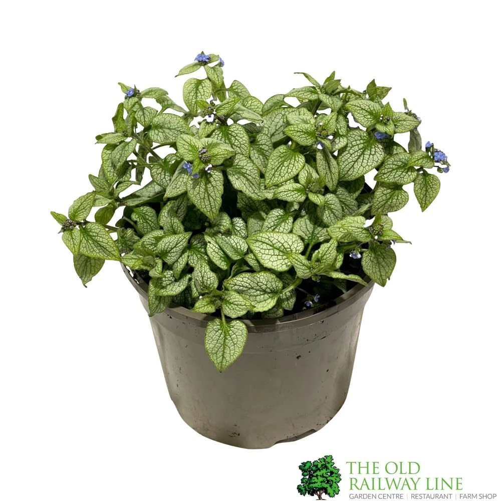Brunnera Macrophylla 'Jack Frost' 3Ltr Pot 3 Brunnera Macrophylla 'Jack Frost' 3Ltr Pot