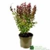 Berberis 'Orange Rocket' Japanese Barberry Plant 3 Ltr Pot 1 Berberis 'Orange Rocket' Japanese Barberry Plant 3 Ltr Pot -Garden Outdoor Store 5050704285062
