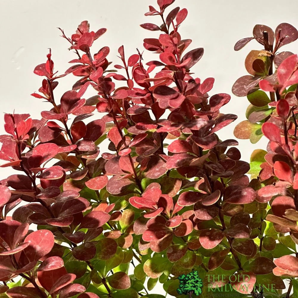 Berberis 'Orange Rocket' Japanese Barberry Plant 3 Ltr Pot 4 Berberis 'Orange Rocket' Japanese Barberry Plant 3 Ltr Pot - Image 2