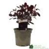 Cotinus 'Lilla' Smoke Bush 3Ltr Pot -Garden Outdoor Store 5050704486568 52a2b756 8831 4e1e b286 991d8fe6385f