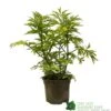Sambucus Nigra 'Golden Tower' Elder Tree 3Ltr Pot 1 Sambucus Nigra 'Golden Tower' Elder Tree 3Ltr Pot -Garden Outdoor Store 5050704583229