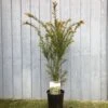 Taxus Baccata Common Yew Plant 2 Ltr -Garden Outdoor Store 5050704602722