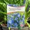 Agapanthus 'Pitchoune Blue' Plant 2Ltr Pot 2 Agapanthus 'Pitchoune Blue' Plant 2Ltr Pot -Garden Outdoor Store 5050704604788 26ea92d2 5d2b 48da b063 10784f78180a