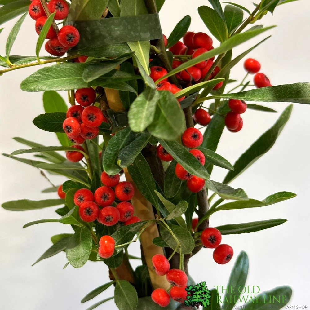 Pyracantha Coccinea 'Red Star' Fire Thorn 3Ltr Pot 4 Pyracantha Coccinea 'Red Star' Fire Thorn 3Ltr Pot - Image 2