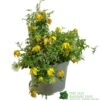 Clematis 'Little Lemons' Climber 3Ltr Pot -Garden Outdoor Store 5050704637878 b89a66c5 4c98 4906 a22f 8d51c189bfda