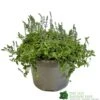 Parahebe 'Blue Form' 3Ltr Pot 2 Parahebe 'Blue Form' 3Ltr Pot -Garden Outdoor Store 5050704638257 cd8707d1 3dc0 4c03 8b3c b542c8f0cd74