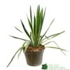 Yucca Filamentosa 'Bright Edget' 3Ltr Pot -Garden Outdoor Store 5050704639667 6447b7f4 5202 4227 9495 149920b15b6e