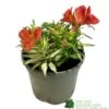 Alstroemeria 'Little Miss Zoe' Peruvian Lily -Garden Outdoor Store 5050704640373