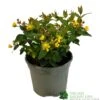 Hypericum 'Berry Red' St Johns Wort 3Ltr Pot -Garden Outdoor Store 5050704641493