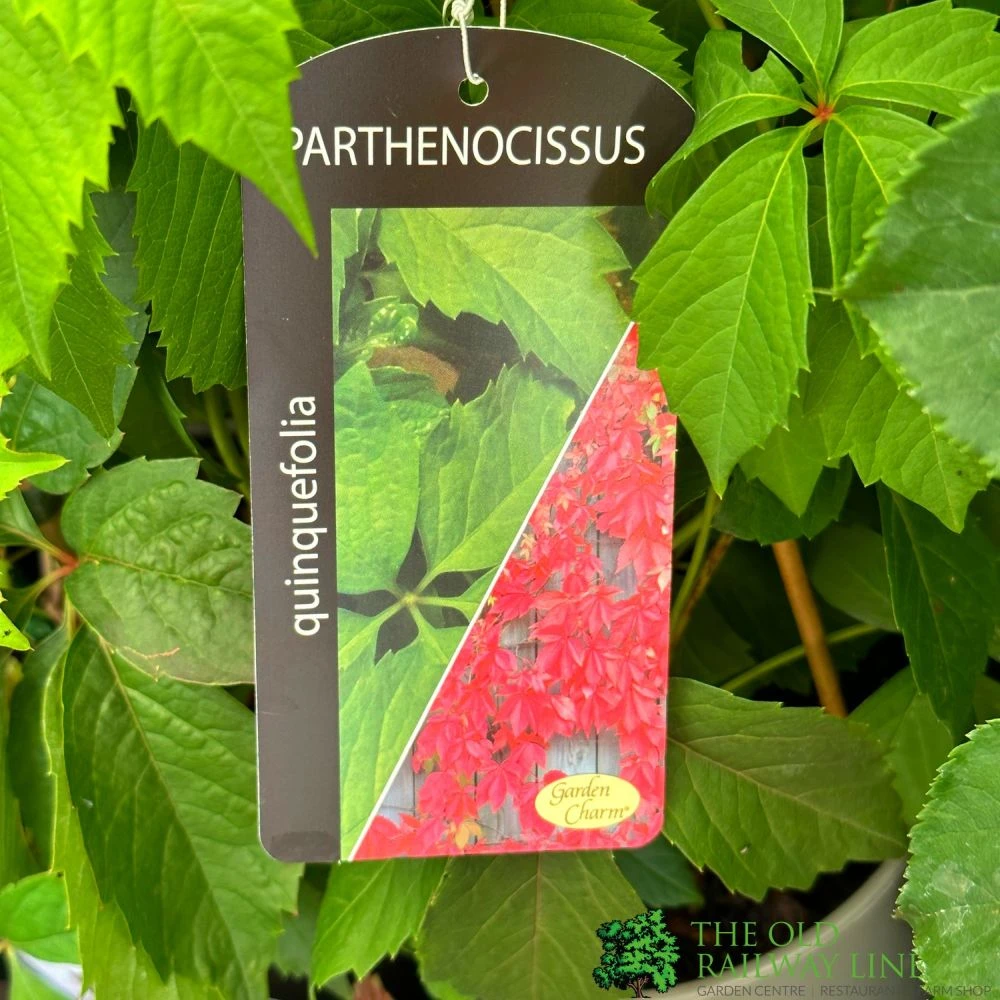Parthenocissus Quinquefolia 3Ltr Pot 3 Parthenocissus Quinquefolia 3Ltr Pot