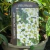 Viburnum 'Summer Snowflake' 3Ltr Pot -Garden Outdoor Store 5055028606586