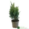 Chamaecyparis Lawsonia 'Columnaris Glauca' Conifer 3Ltr Pot -Garden Outdoor Store 5055028608573