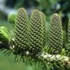 Abies Koreana Korean Fir Tree 7.5Ltr Pot -Garden Outdoor Store 5055028611719 714fc262 8522 42c9 8e56 6180b846159f