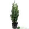 Chamaecyparis Lawsoniana 'White Spot' Conifer 3Ltr Pot