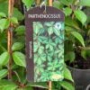 Parthenocissus 'Henryana' Chinese Virginia Creeper Climber 3Ltr Pot 1 Parthenocissus 'Henryana' Chinese Virginia Creeper Climber 3Ltr Pot -Garden Outdoor Store 5055028617940