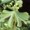 Ginkgo Biloba Maidenhair Tree 10Ltr Pot -Garden Outdoor Store 5055028630499 ade86239 5143 4316 b6c2 c20fa427ed81