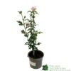 Hibiscus 'Lady Stanley' 3Ltr Pot -Garden Outdoor Store 5055028635029
