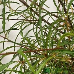 Rhamnus Frangula 'Asplenifolia' 3Ltr Pot -Garden Outdoor Store 5055028639775 2