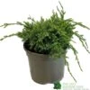 Juniper 'Holger' 3Ltr Pot -Garden Outdoor Store 5055028641969
