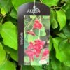 Akebia 'Tifoliata' Chocolate Vine 3Ltr Pot -Garden Outdoor Store 5055028643710