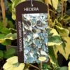Hedera Dentata 'Variegata' Climber 3Ltr Pot -Garden Outdoor Store 5055028647817