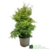 Conifer 'Squarrosa Sulphurea' Chamaecyparis Cypress 3Ltr Pot 2 Conifer 'Squarrosa Sulphurea' Chamaecyparis Cypress 3Ltr Pot -Garden Outdoor Store 5055028657762
