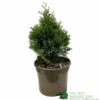 Thuja Occidentalis 'Smaragd' White Cedar Conifer 3Ltr Pot -Garden Outdoor Store 5055028659421 b637aabe aaf6 4e58 93af 92308458436e